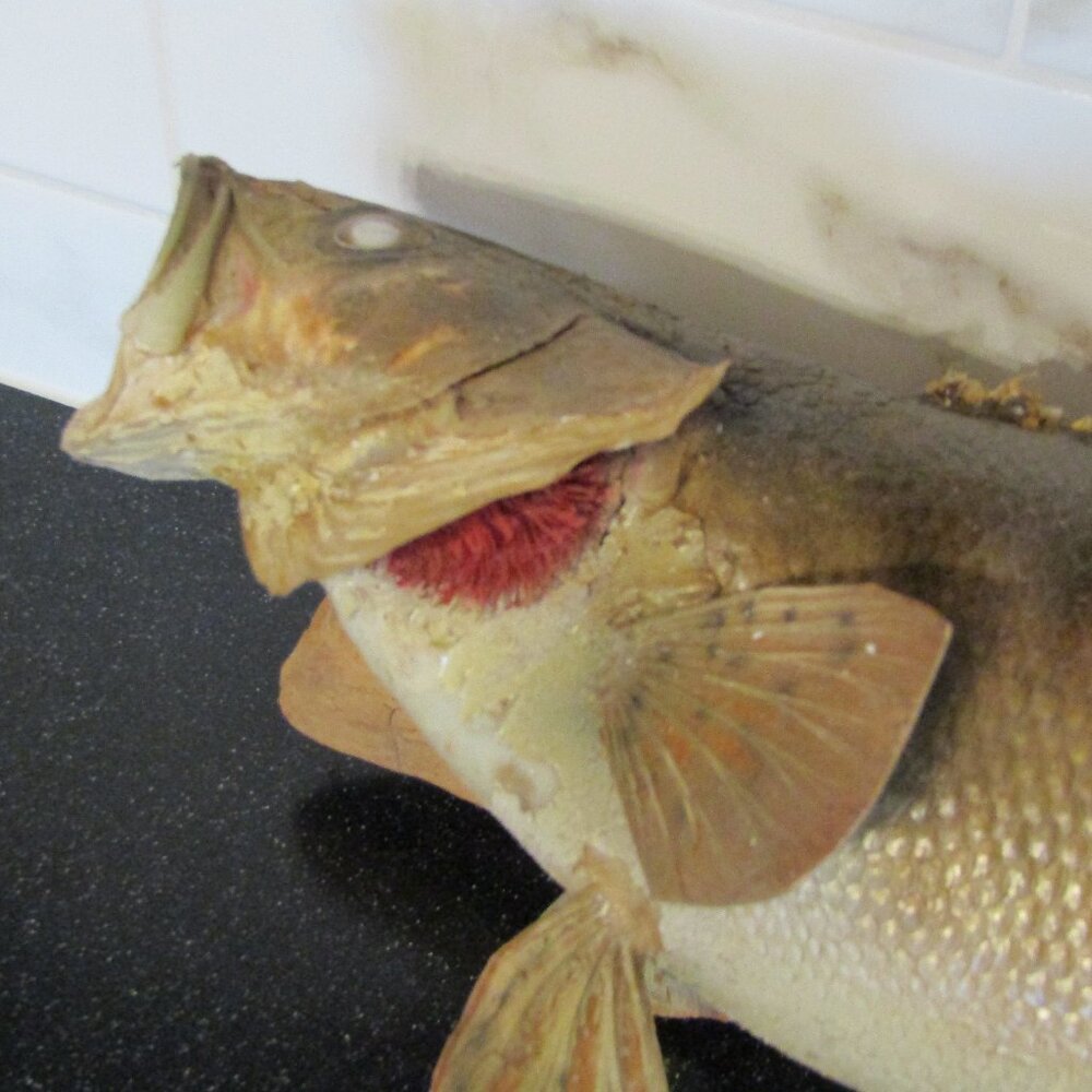 Vintage Mounted Walleye Fish, aka The Ugly Fish, Mounted on Driftwood, Taxidermy